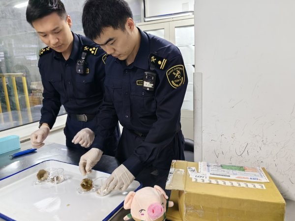 富瑞众投 “异宠”凶猛！去年大幅增长200%，别乱买！|申观察